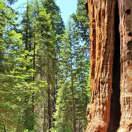Redwood Retreat, Mountains, Adventure And Nature Ponderosa Zewnętrze zdjęcie