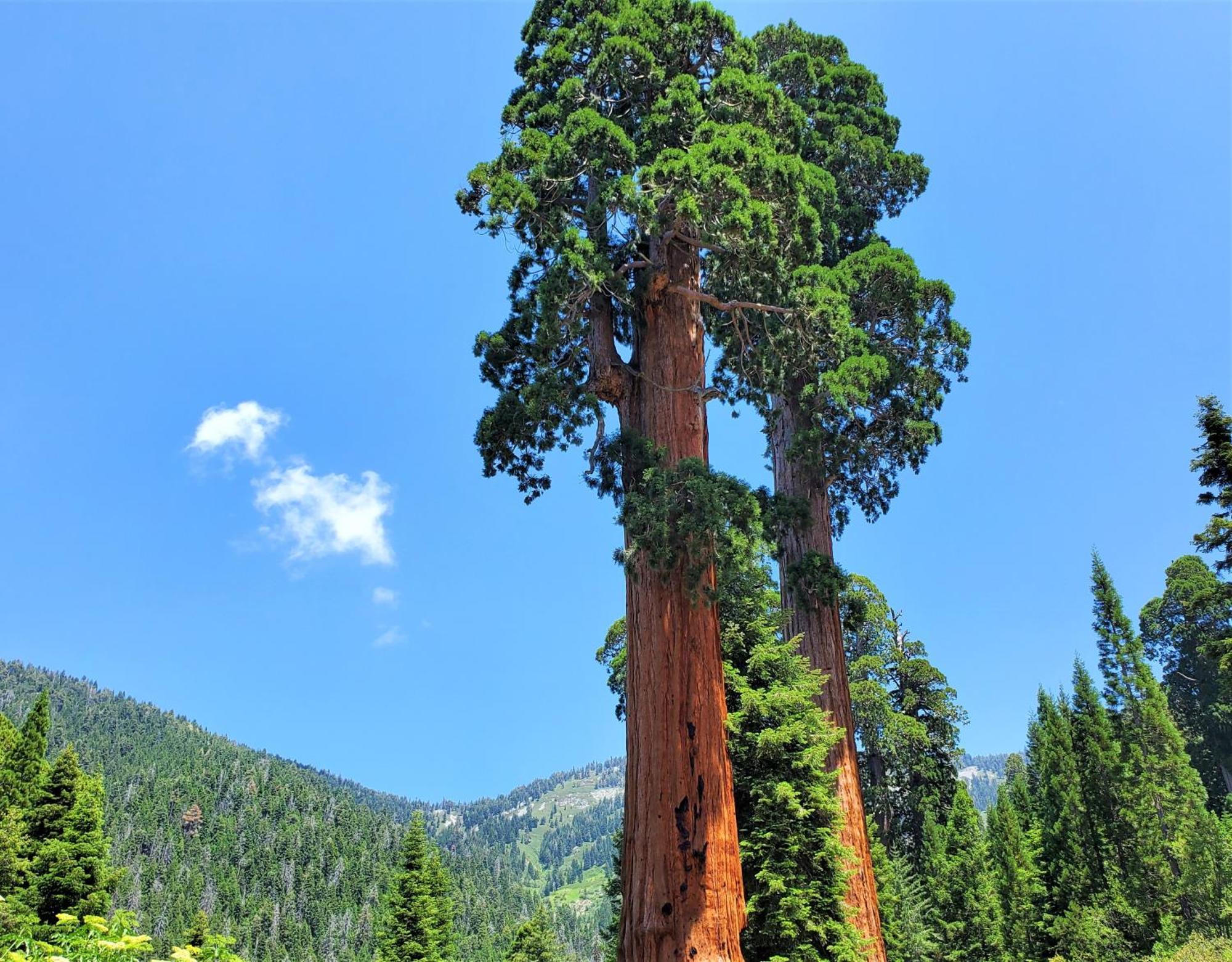 Redwood Retreat, Mountains, Adventure And Nature Ponderosa Zewnętrze zdjęcie